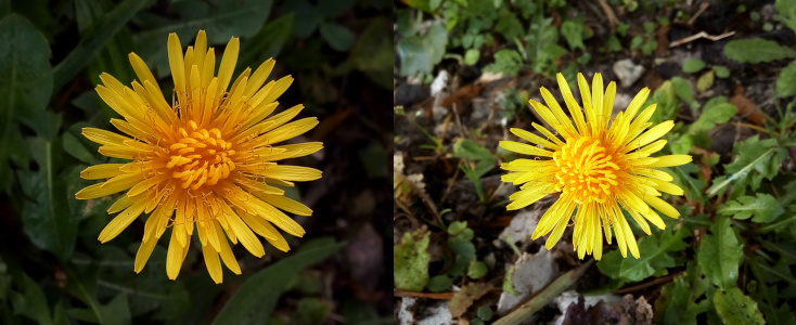 [Two photos spliced together. They are both a close view of a yellow daisy-like flower with probably at least 40 thin yellow petals. In the center of each are what appear to be curled petals that have not yet opened in a ball-like clump. The image on the left has more petals unfurled than the flower on the flower on the right.]